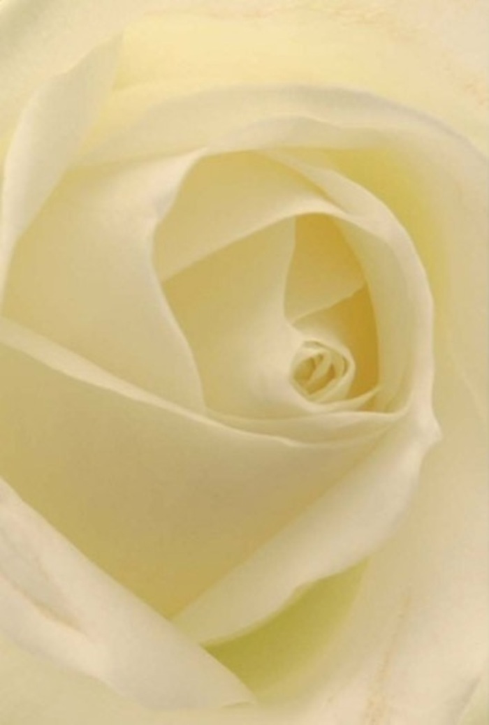 A classic white rose, depicted in luminous close-up, reveals its layered depth and tranquil elegance, a reflection of Kenton's serene character. The petals, soft as velvet and tinted with the faintest cream, curl tenderly in a spiral that suggests both purity and quiet strength. The lighting accentuates each gentle fold, reminiscent of sunlight filtering through the leafy paths of Byron Park. Nuances of shade amplify the natural beauty, while the consistently graceful arrangement of the petals points to the skilled artistry of a local florist versed in Kenton's refined tastes. This bloom is ideal for occasions that call for sincerity and tact-a romantic gesture, a peaceful centrepiece at a local gathering, or a sincere apology. The airy translucence of the exterior petals signals fragility, yet the symmetrical spiralling of the core upholds resilience and hope. Subtle fragrance seems to drift from the photograph, serene and reassuring, embodying the quiet quality Kenton residents treasure. Such floral work, carefully prepared for same-day delivery around Kenton and surrounding areas, is a testament to the intimate emotions a single rose can convey.